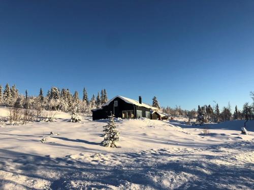 MyroSkarvebo - cabin with amazing view的雪中树下的小木屋