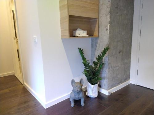 PhillipBrand New Spacious Woden Apartment - KingBed&WiFi的一只狗坐在走廊里,与植物同在