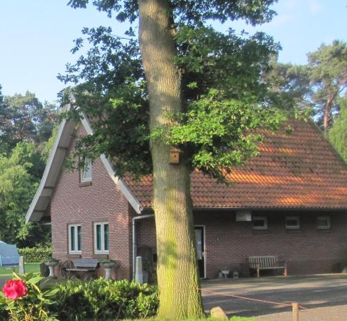 BornerbroekVakantiehuis in een prachtige bosrijke omgeving in Twente!的前面有一棵树的红砖房子