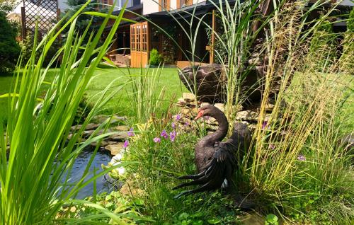 克拉科夫艺术花园住宅酒店的池塘旁草地上的一只黑鸟
