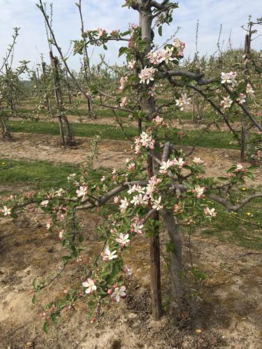 坎特伯雷Little Orchard Cottage的苹果树上花粉红色