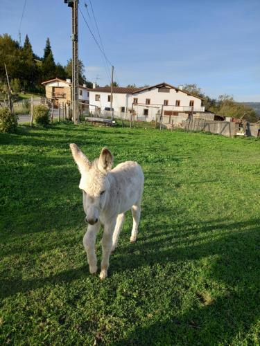 奥利奥Agroturismo Pagoederraga的一只白羊在草地上跑