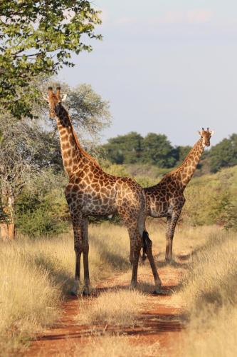 弗朗西斯敦Ngangane Lodge & Reserve的两个长颈鹿站在土路上