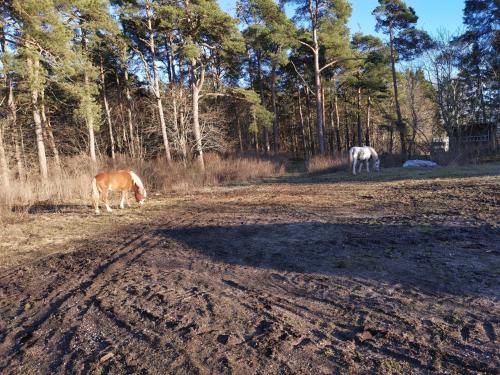 StångaGotland, Hästgård i Stånga的两匹马在土路的田野里放牧