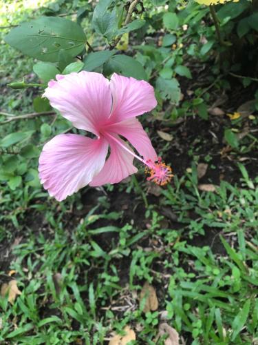塔拉波托Casa Capirona 2 - Laguna Azul的坐在草地上的粉红色花