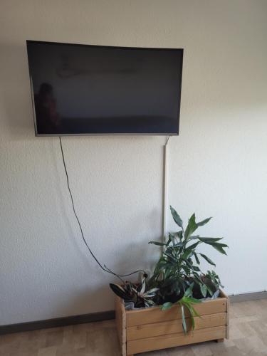 德累斯顿Mickten Hertz的挂在墙上的平板电视,挂在墙上,上面有植物