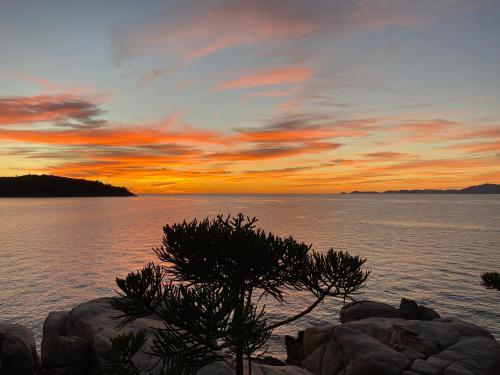 耐莉湾The Boulders - Oceanfront Couple's Retreat with private pool near ferry的岩石上一棵树,在水面上日落