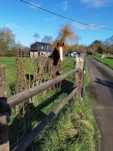 Saint-Julien-sur-CalonneObungalow de July Belle vue的站在围栏后面的田野上的马