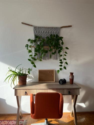 维斯普雷姆Vándor Apartman的墙上挂着植物的木桌