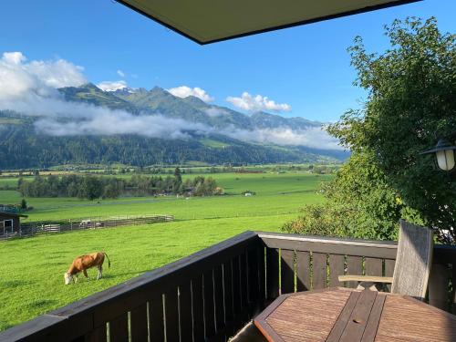 皮森多夫Mountain View near Kaprun - Steinbock Lodges的牧牛在山地的牧场上放牧