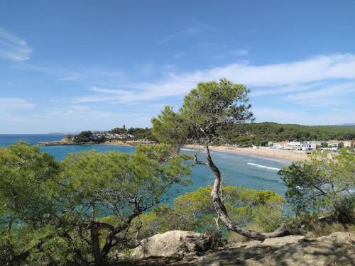 塔拉戈纳Villa Flamante的树上坐在海滩旁的岩石上