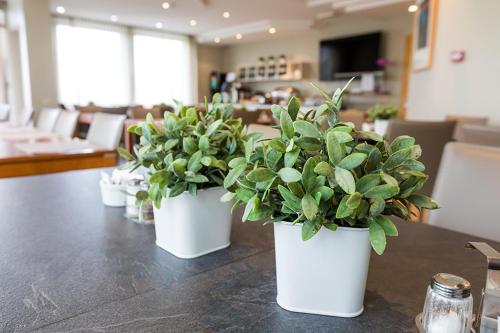 雷克雅未克Hotel Ísland - Comfort的坐在桌子上的盆栽植物群