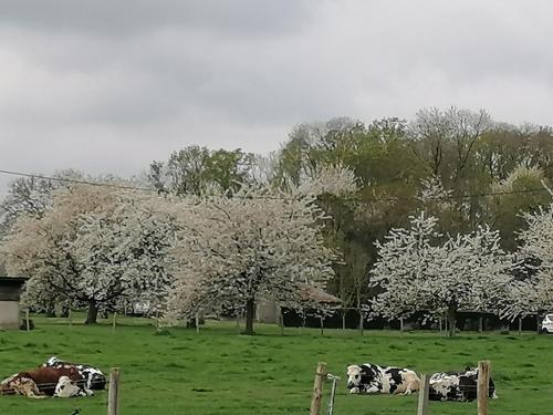 CampignyLe pré vert的一群牛躺在树丛中的田野里