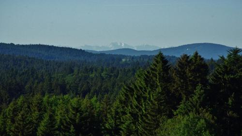 毛特Suit' & Frühstück Zum Latschen - Adults Only的山林背景