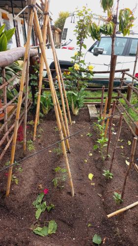 埃尔罗西奥Jardines del Acebron的花园里有竹棍