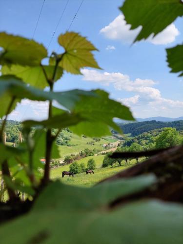 MiljanaMasnec Tourist Farm的一群马在草地上放牧