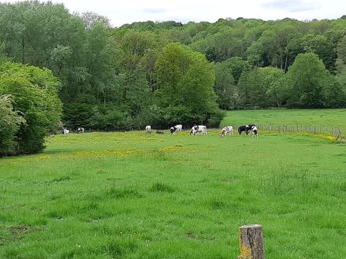 Saint-AugustinCabane d'Augustin的一群牛在绿色的田野里放牧