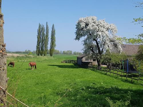 韦斯普Het Voorhuis boerderij Hoeve Vrede Best的两匹马在一棵树的田野里放牧