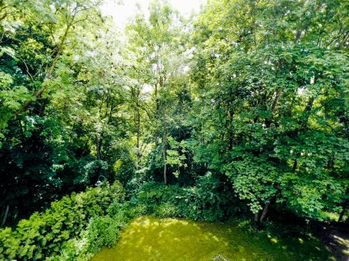 魏玛Penthouse Am Goethepark - Apartments & Suites Weimar的一片森林,林中布满了郁郁葱葱的绿色树木