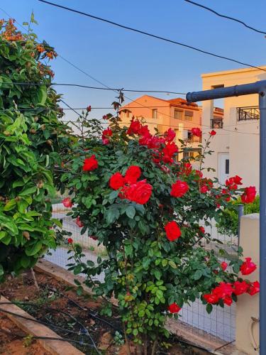 PerivóliaChania Casa Portokali的 ⁇ 上长着一束红玫瑰