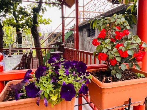 马钦加里Dato's GuestHouse的两盆花坐在阳台上