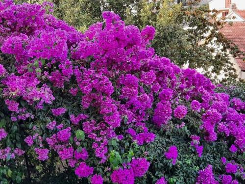 伊加洛Privatan smeštaj Igalo的花园里的一束紫色花