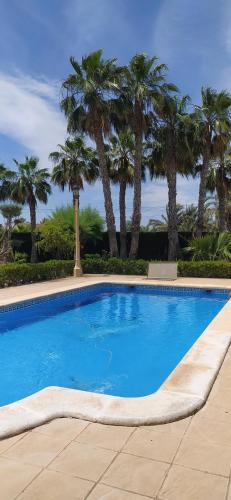 埃尔切CASA JOAN的一座种植了棕榈树的蓝色游泳池