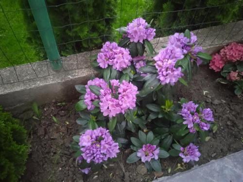 萨帕雷瓦巴尼亚Семеен хотел При Вергил的花园里的一束紫色花