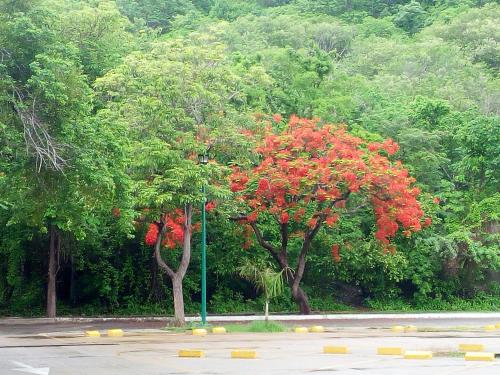 圣克鲁斯华特库Camino al Mar的街道边有红花的树