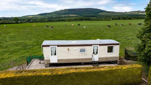 KilleaDEVIL'S BIT accommodation的田野里的小型拖车,田野里的牛