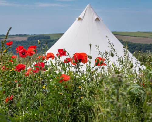 托波因特The Sea Forts Cornwall的红色花田中的白色帐篷