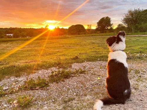 法尔雪平4 person holiday home in FALK PING的一只狗坐在田野里看着日落