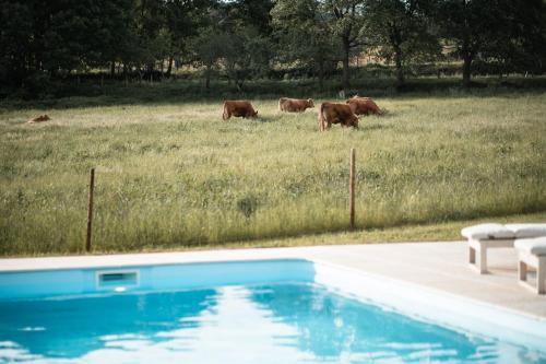 瓜尔达Quinta do Rio Noémi的一群牛在游泳池旁边的田野里放牧