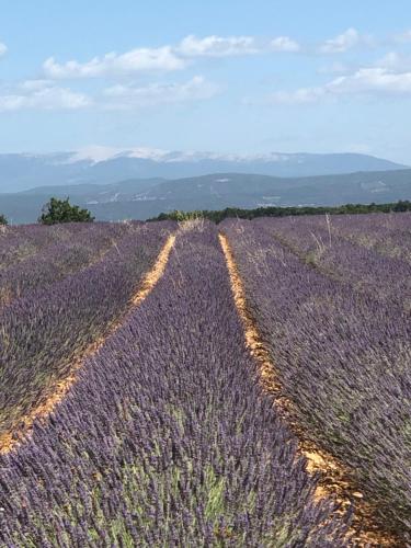 博尼约Provence Luberon Bonnieux Location Gite Chez Basile的薰衣草场的头顶景观