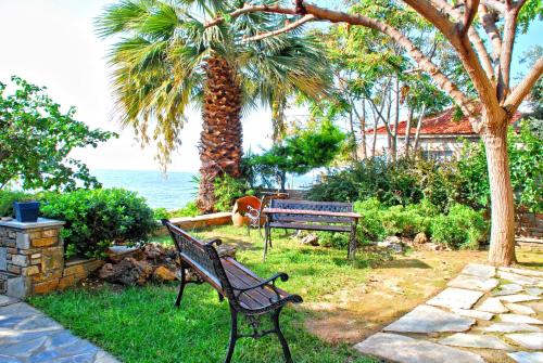 卡拉内拉Studios Efi的棕榈树和海洋旁的公园长凳