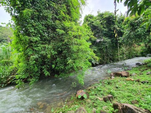 考索Malulee KhaoSok Resort的森林中一条河流