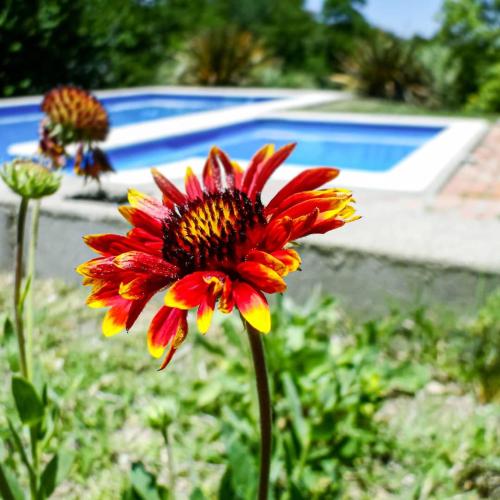 吉亚迪诺镇Llanten Dorado Cabañas的花园中的一个红花,泳池旁
