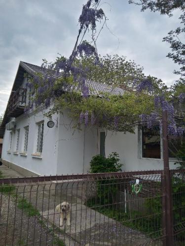 GiurgiuCasa Mocanu的一只狗站在有栅栏的房子前