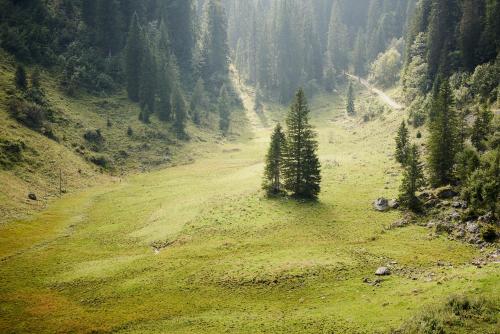 弗拉斯多夫STUBN in der Frasdorfer Hütte的山边绿地,有树