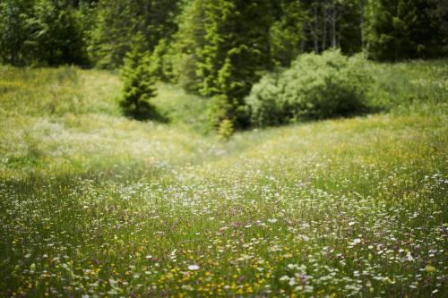 弗拉斯多夫STUBN in der Frasdorfer Hütte的森林中间的花田