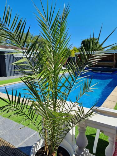 TonduRichlands Homestay的游泳池旁的棕榈树