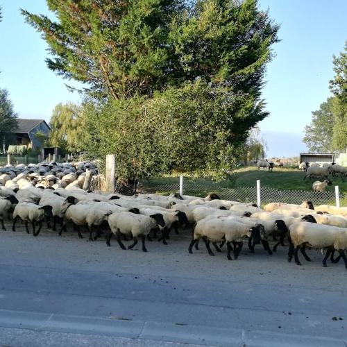 蓬托尔松Gites les 2 Clos au pied du Mont的一群羊跑到路边