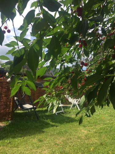 苏普拉希尔Apartament Pod Wiśnią的一个带椅子的院子和一棵有樱桃树