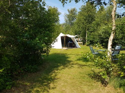 内斯Ameland tentenverhuur Ameland的树木林立的帐篷