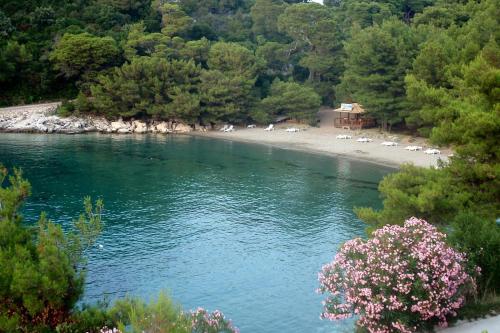 马拉诺维奇Apartments by the sea Cove Blaca, Mljet - 10416的一片带海滩和树木的水域