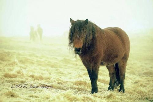 塞尔福斯Efri-Gegnishólar的站在田野上的棕色马