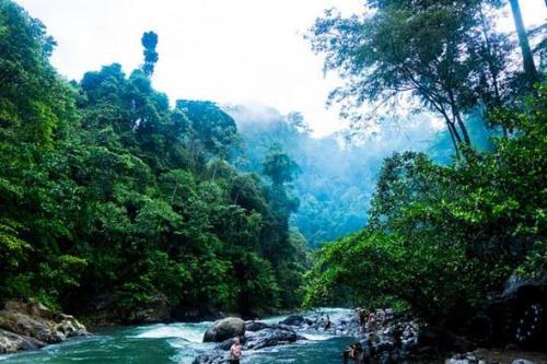 武吉拉旺Bukit Lawang Glamping & Jungle Trekking的森林中一条河流
