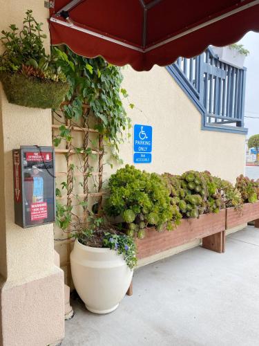 滨海城Monarch Valley Inn Marina at Monterey Bay的旁边一座楼里长着植物的长凳