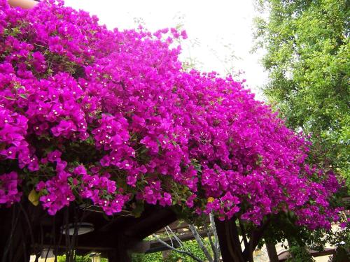 哈维亚Villa Blanca situated in a Luxurious Spa Resort的树上一束紫色的花