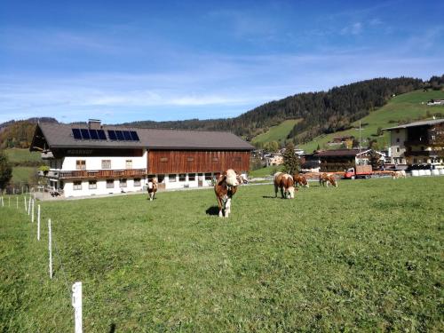 涅德劳Moarhof Appartements的一群牛在建筑物前的田野里放牧
